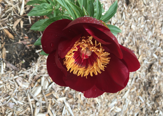 a dark red marron peony with a yellow spiky center