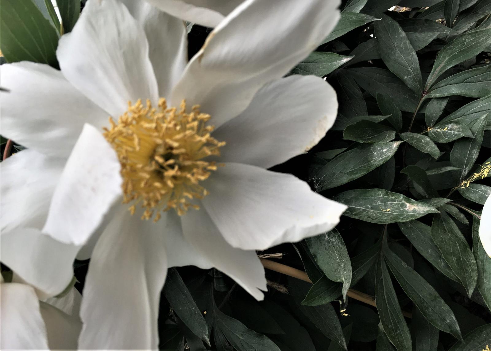 A white Clairette peony.