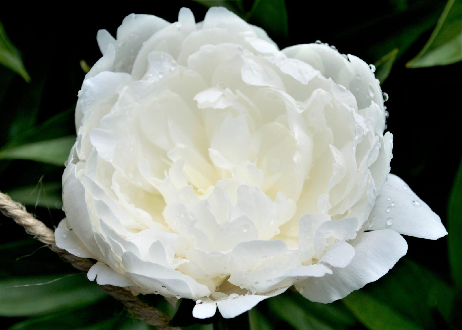 A white Claude Gellee peony.