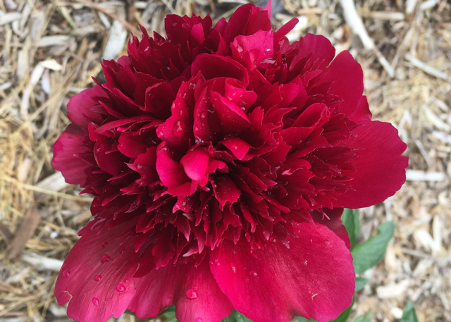 a deep redish pink bloomed peony