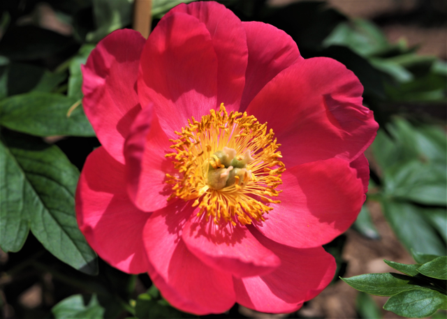 Hot pink peony with a yellow center 