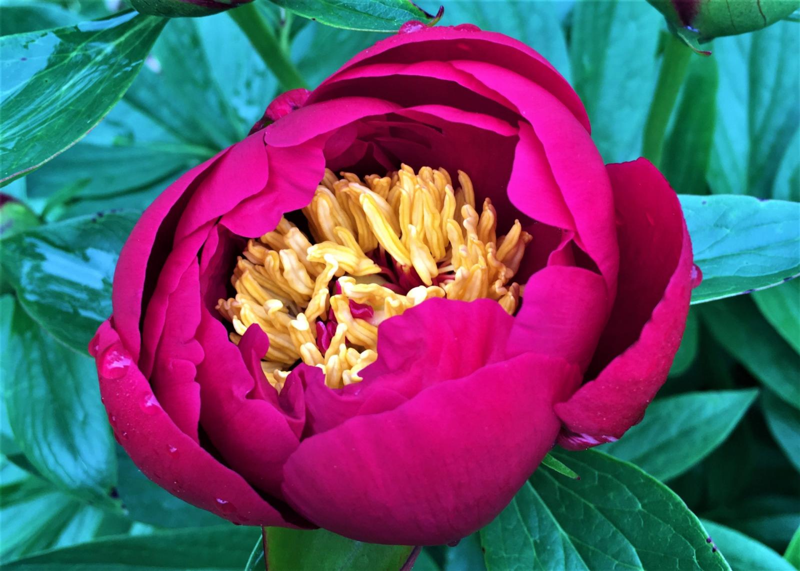 A red Crusader peony.