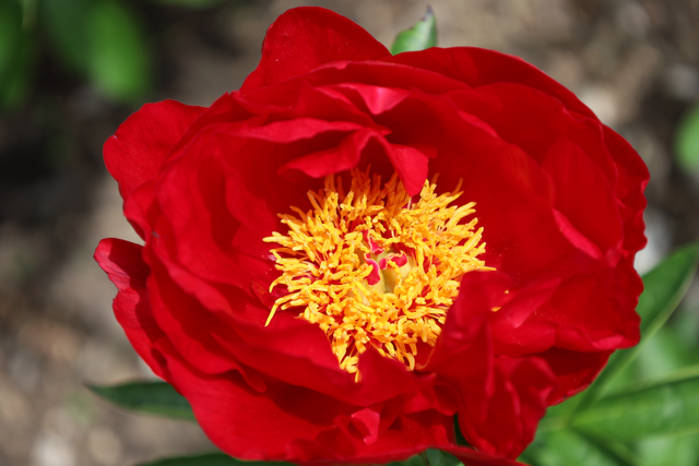 bright red peony with a yellow center 