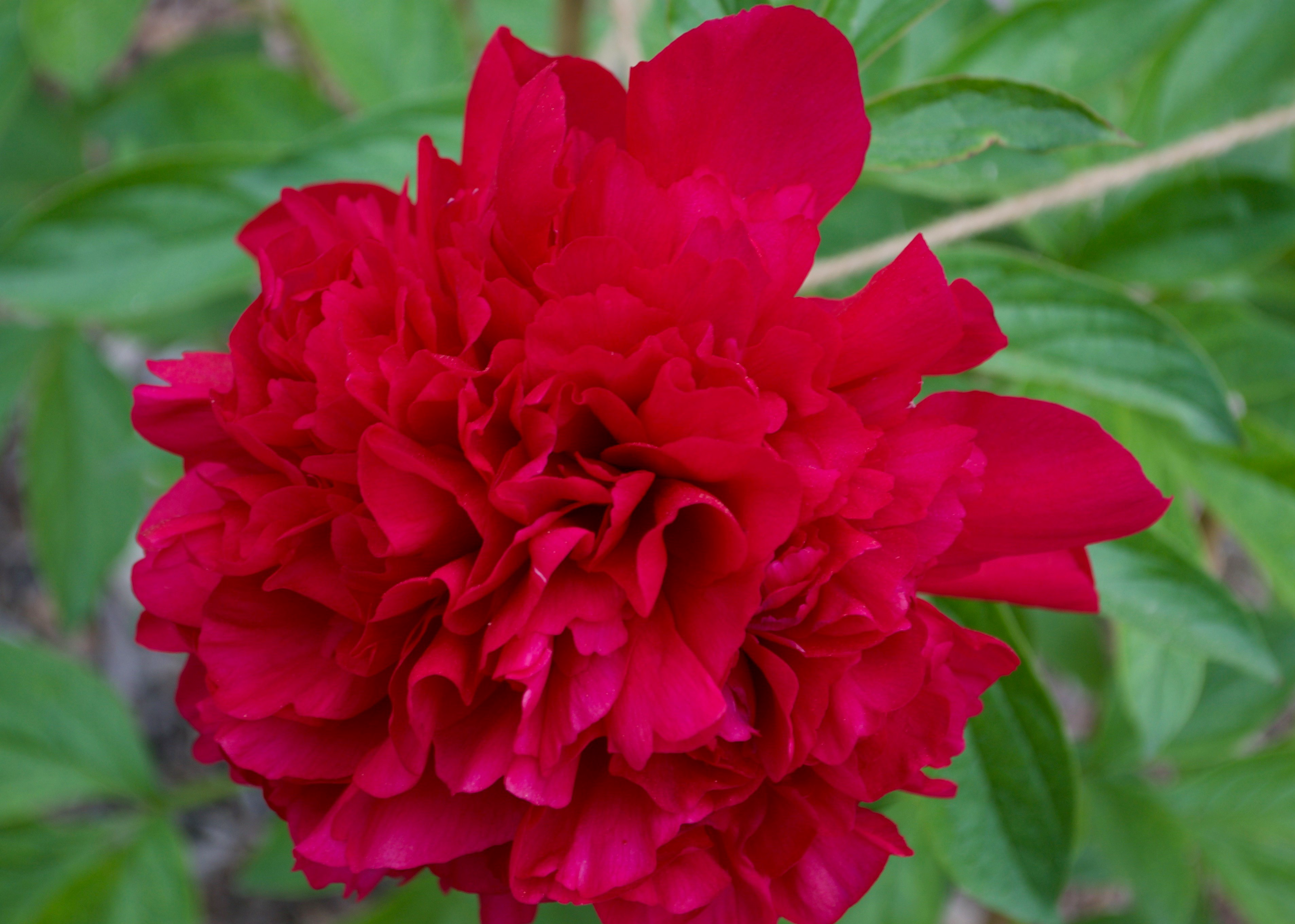 a fluffy dark pink peony