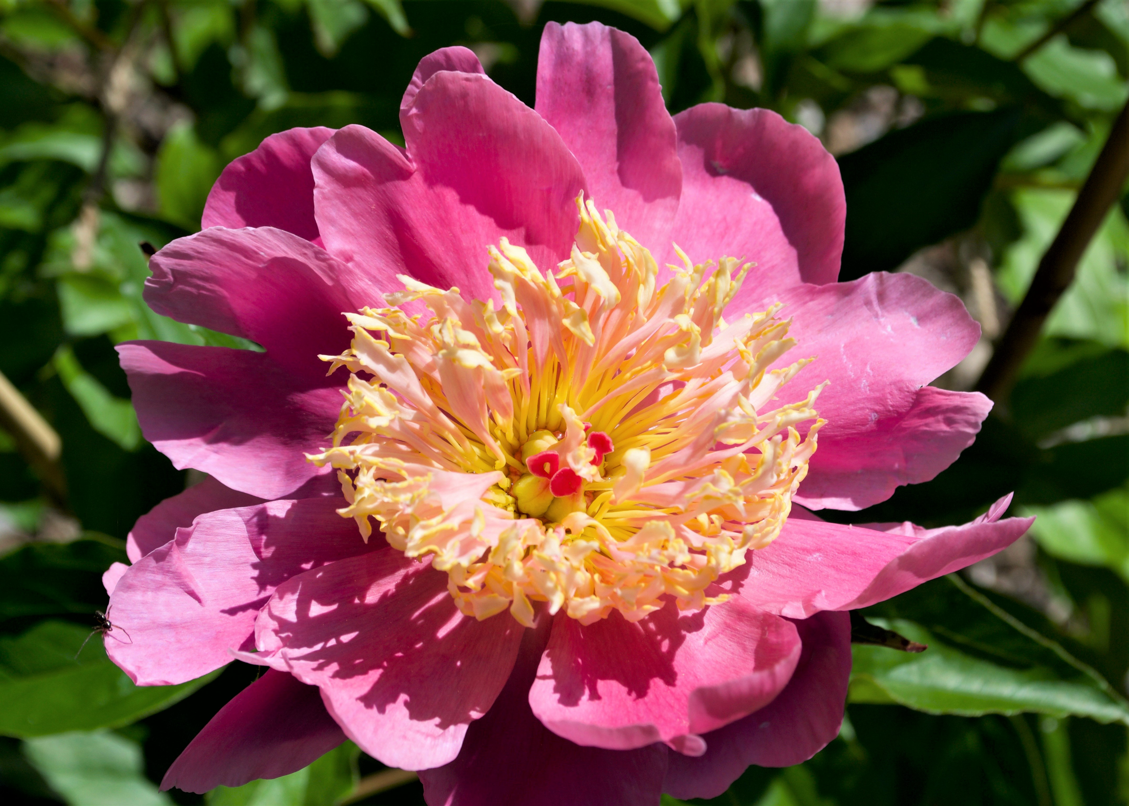 Hot pink peony with a yellow center 