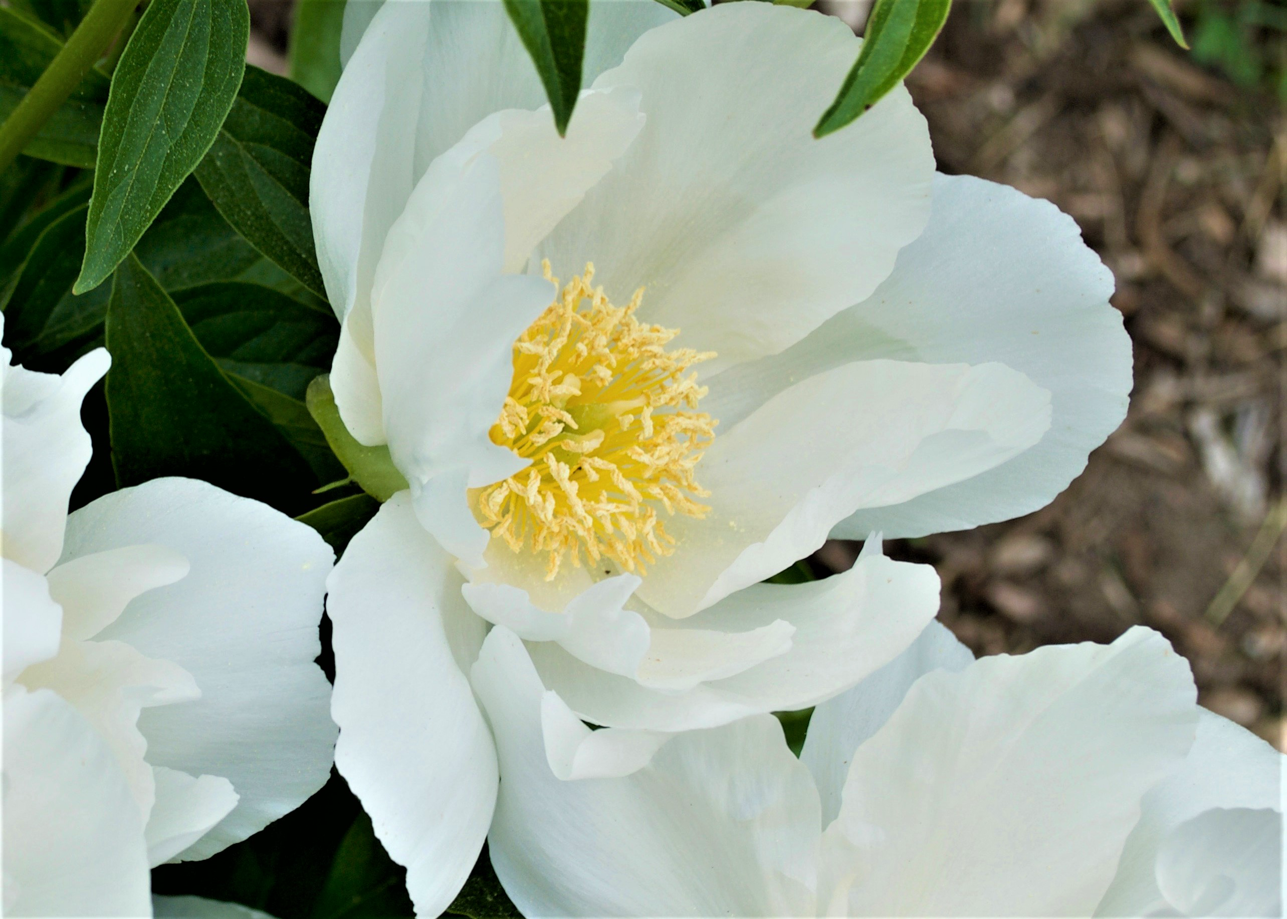 white peony with a yellow center
