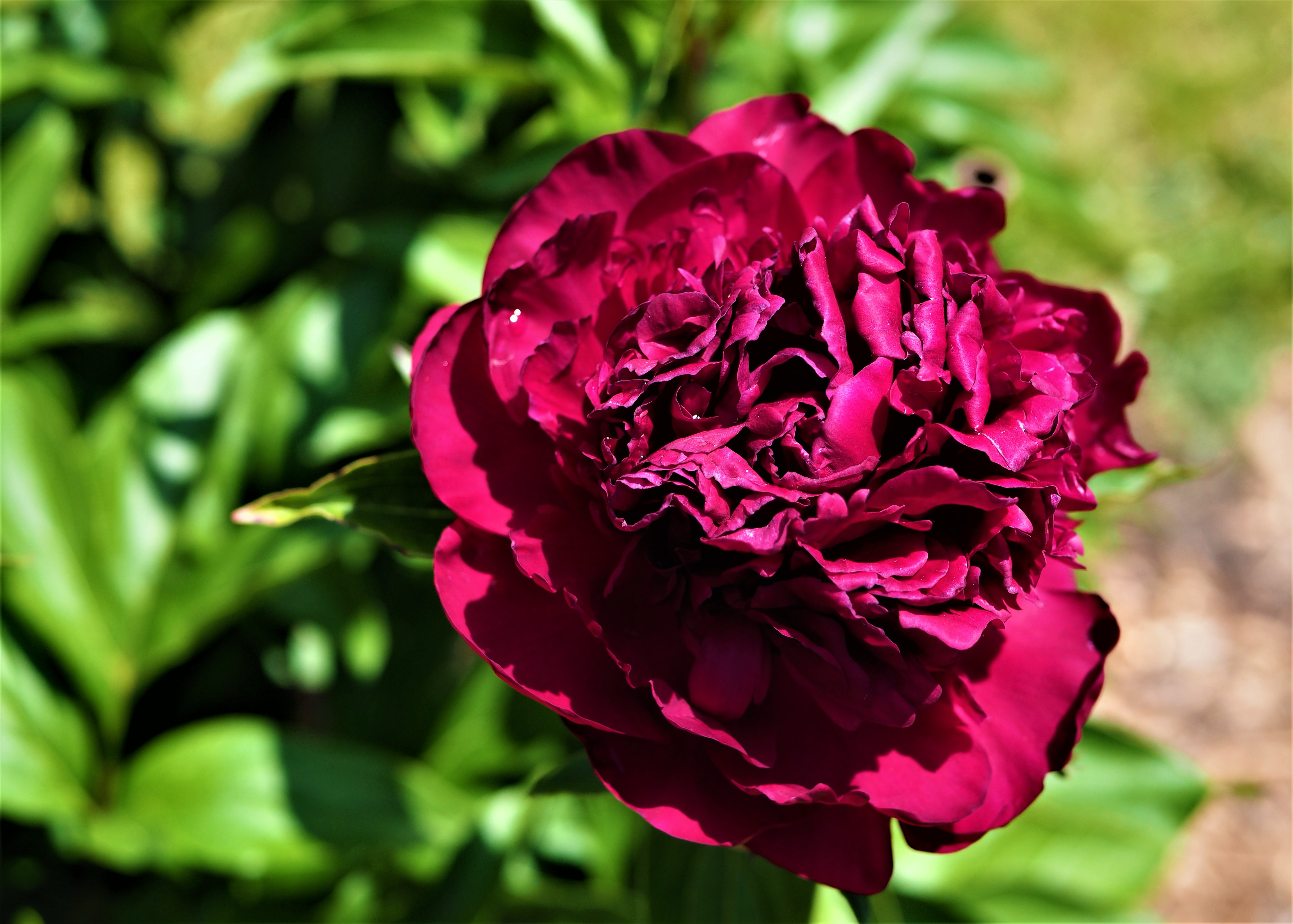 a fluffy dark magenta peony