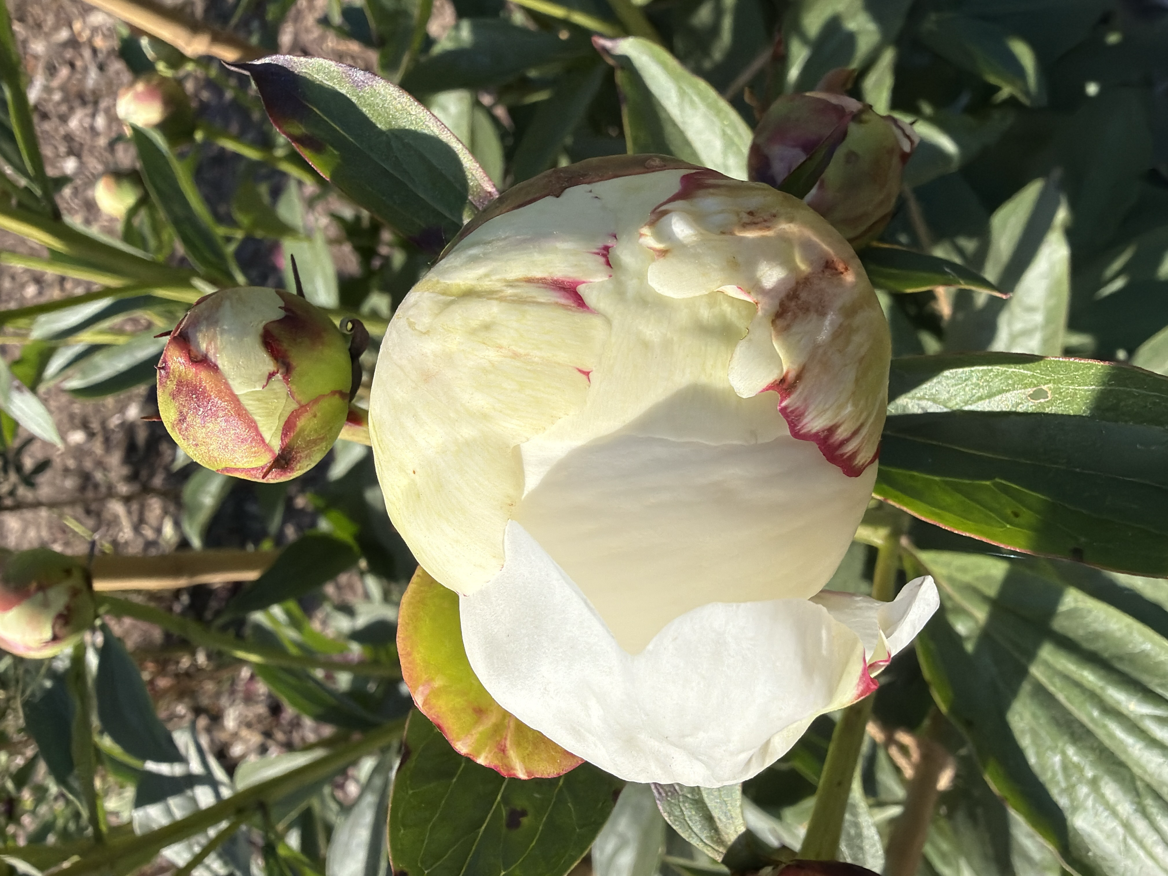 a white peony bud with specs of magenta
