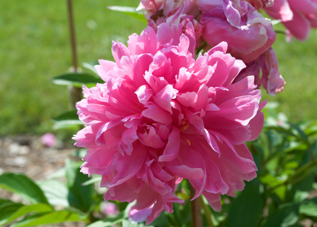 a fluffy hot pink peony
