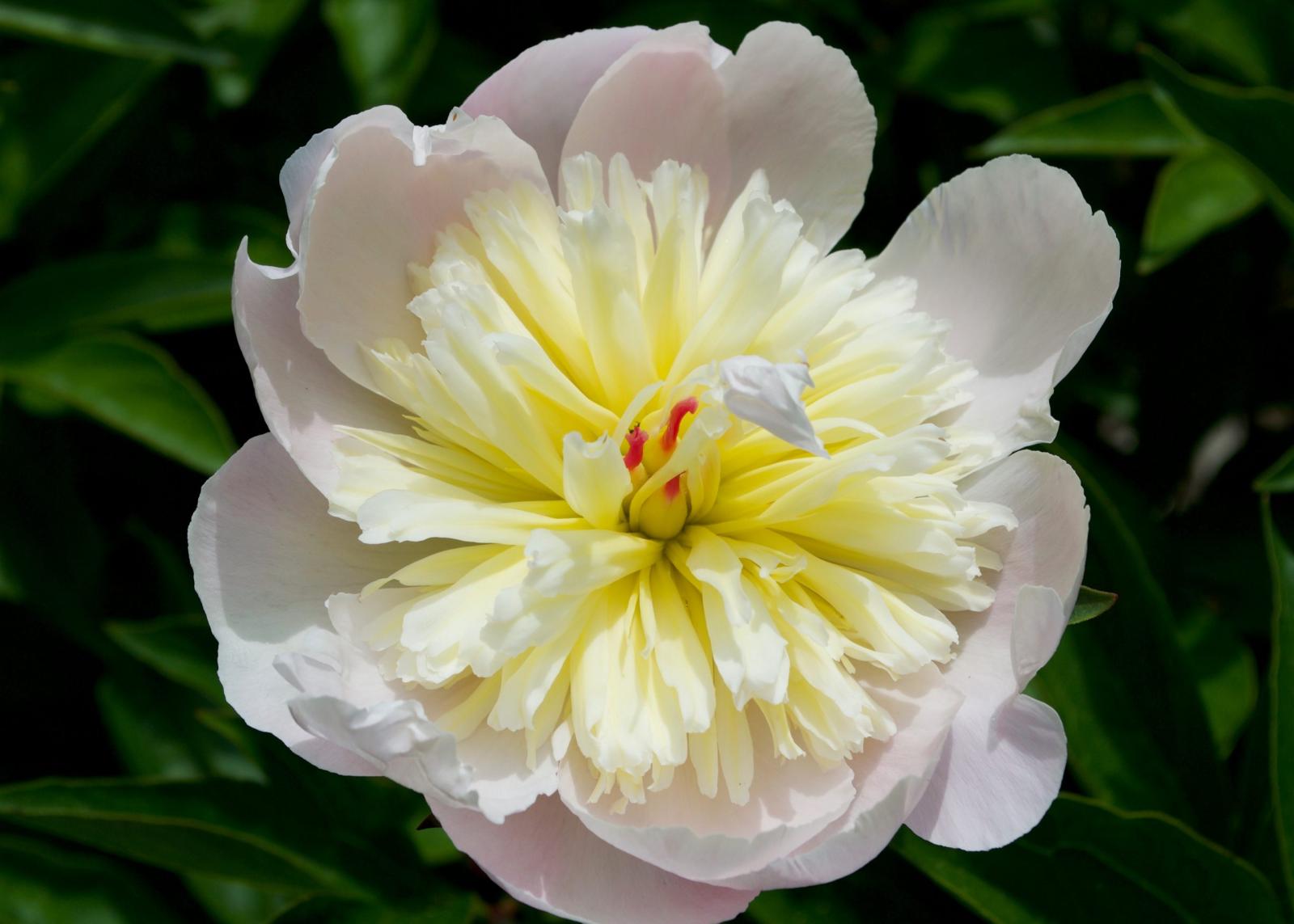 A pink Fanny Crosby peony.