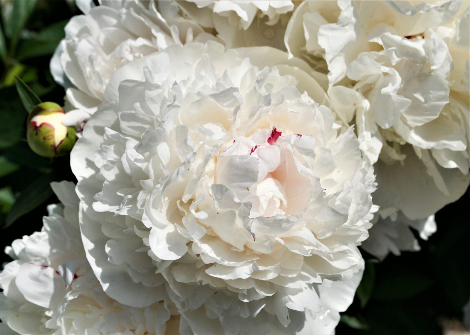 A white Festiva peony.