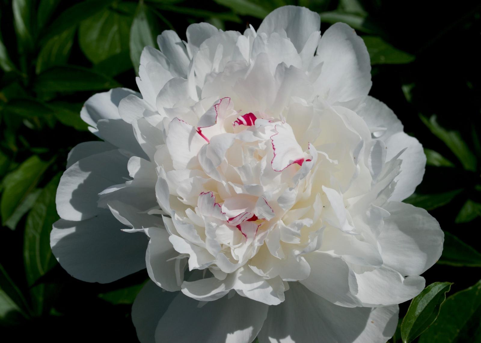 A white Festiva Maxima peony.