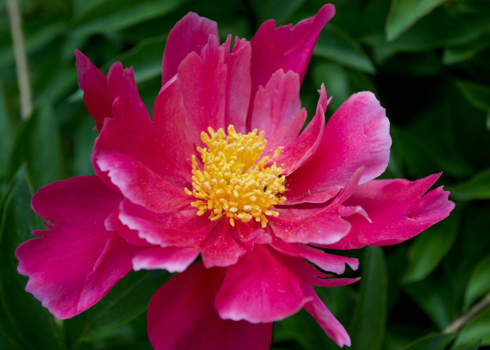 A red Flag of War peony.