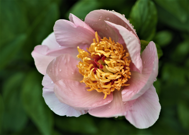 light pink peony with a yellow center