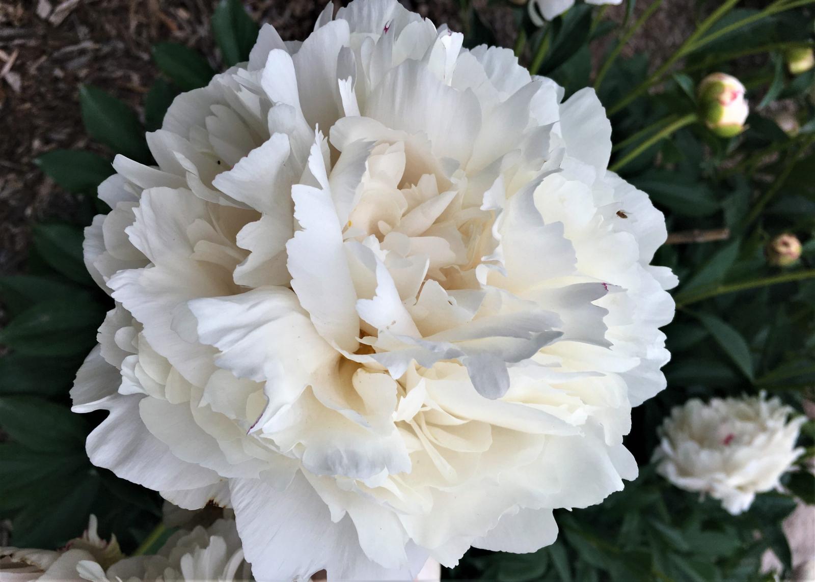 A white Frances Willard peony.