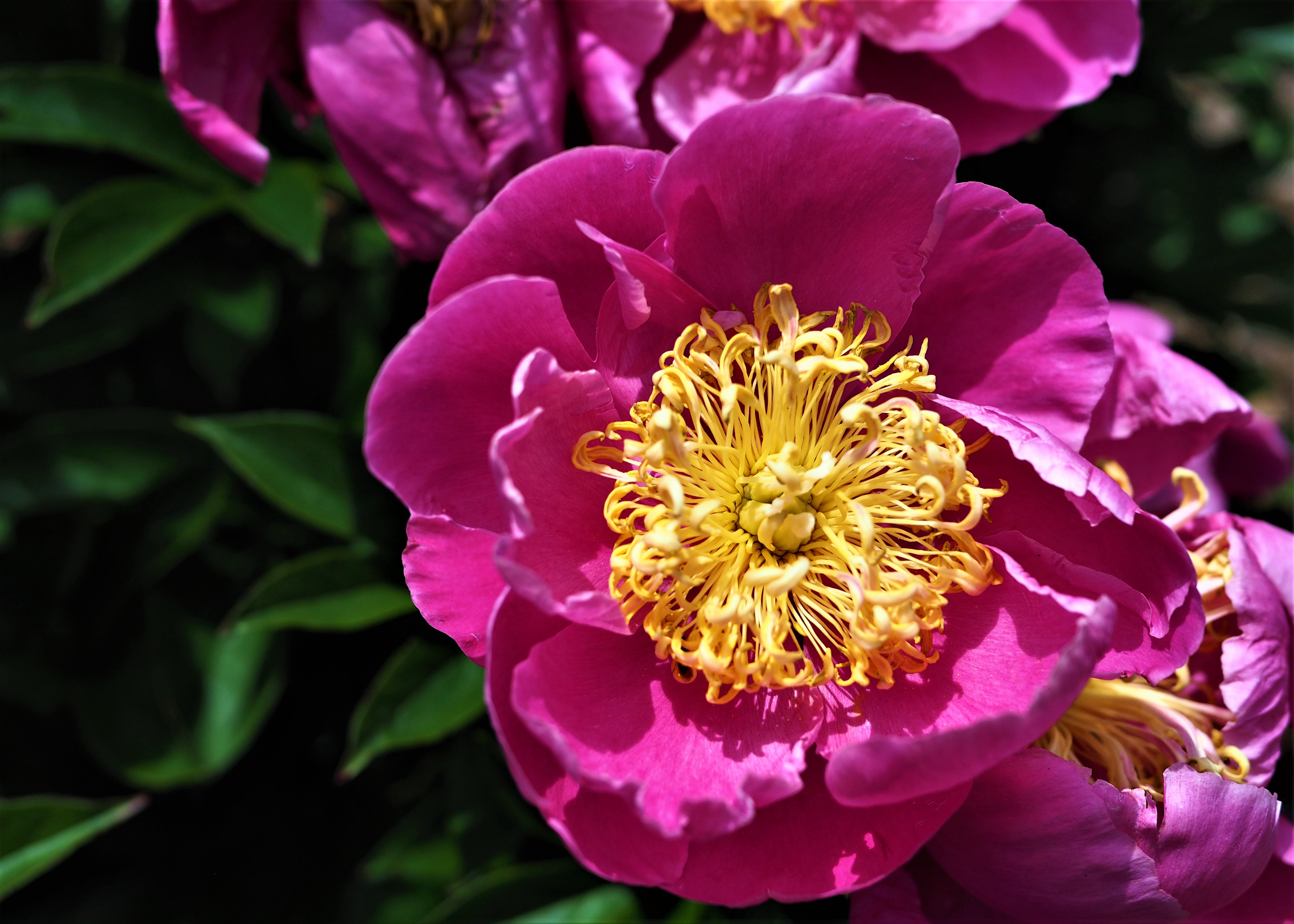 Hot pink peony with a yellow center 