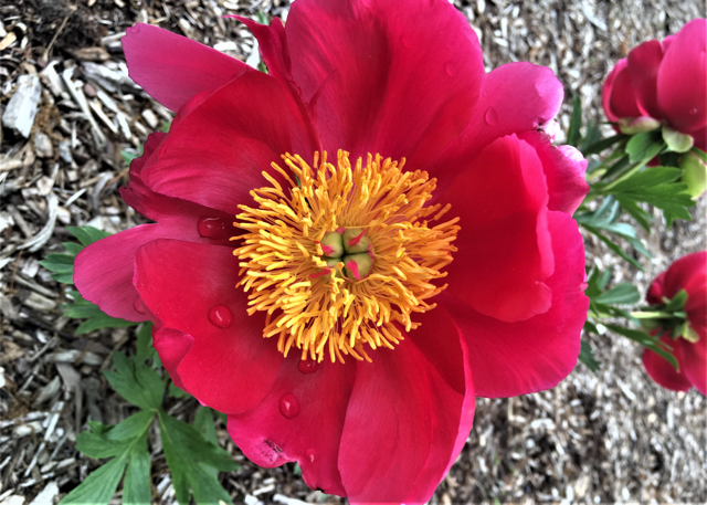 Hot pink peony with a spiky yellow center 