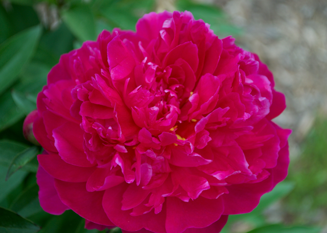 a fluffy magenta peony