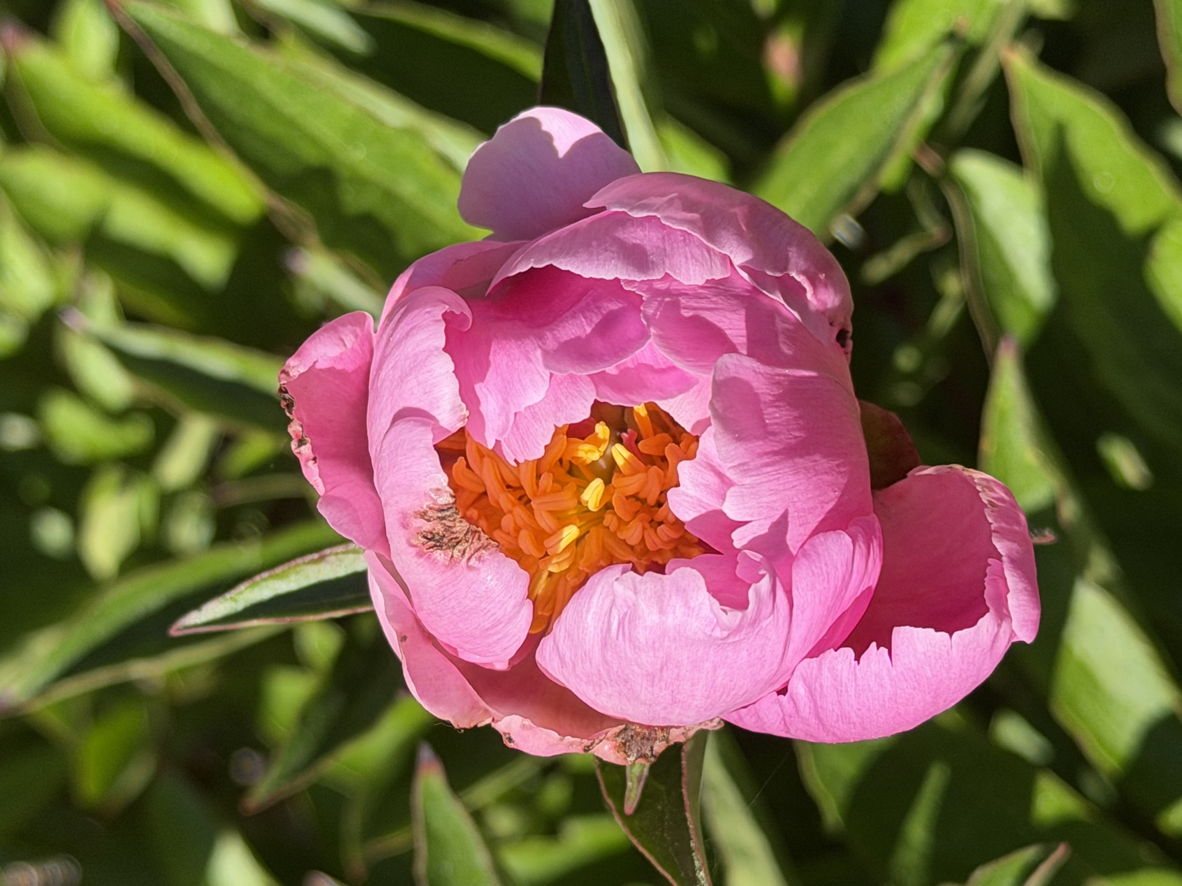 a half bloom pink peony with a yellow center