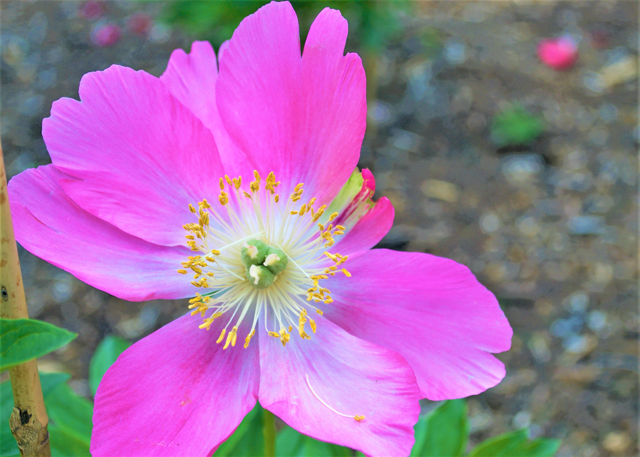 Hot magenta peony with a yellow center 