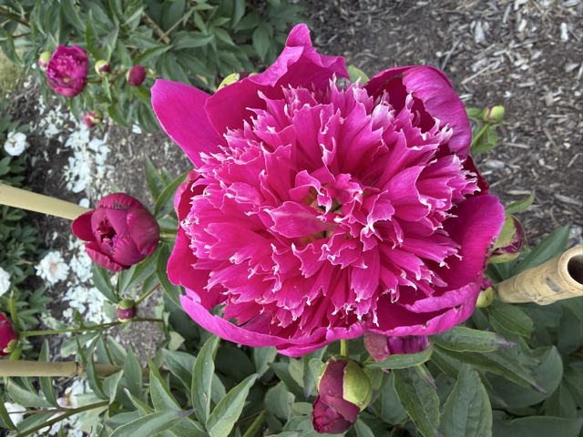 a spiky magenta peony