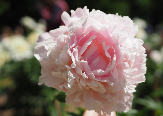 a fluffy light pink peony