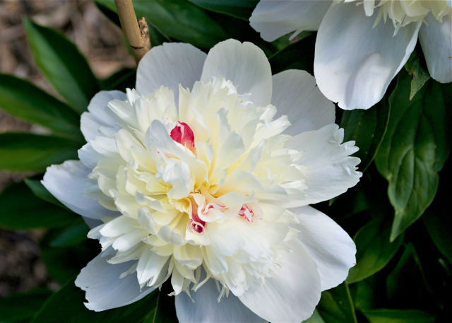 a white peony with some hot pink in the center