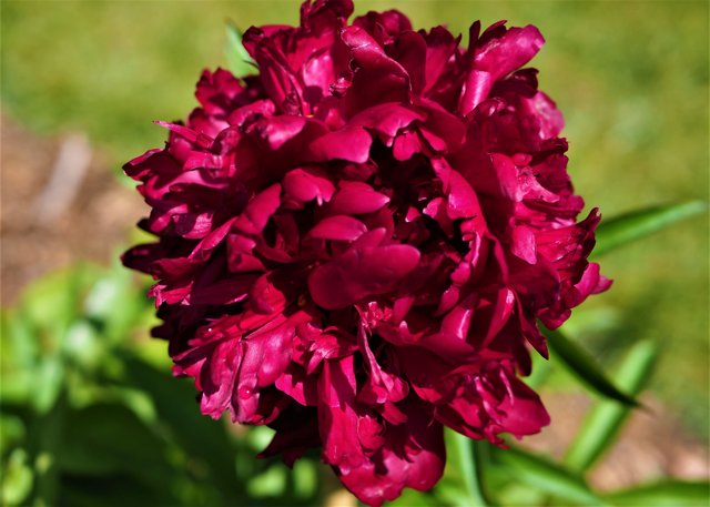 a fluffy maroon magenta colored peony