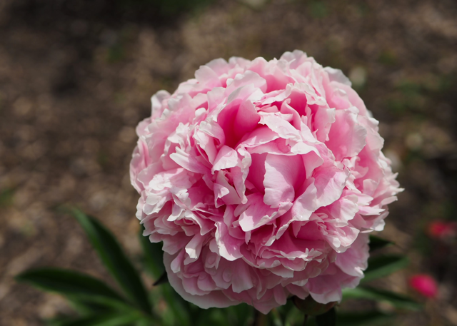 a fluffy light pink peony
