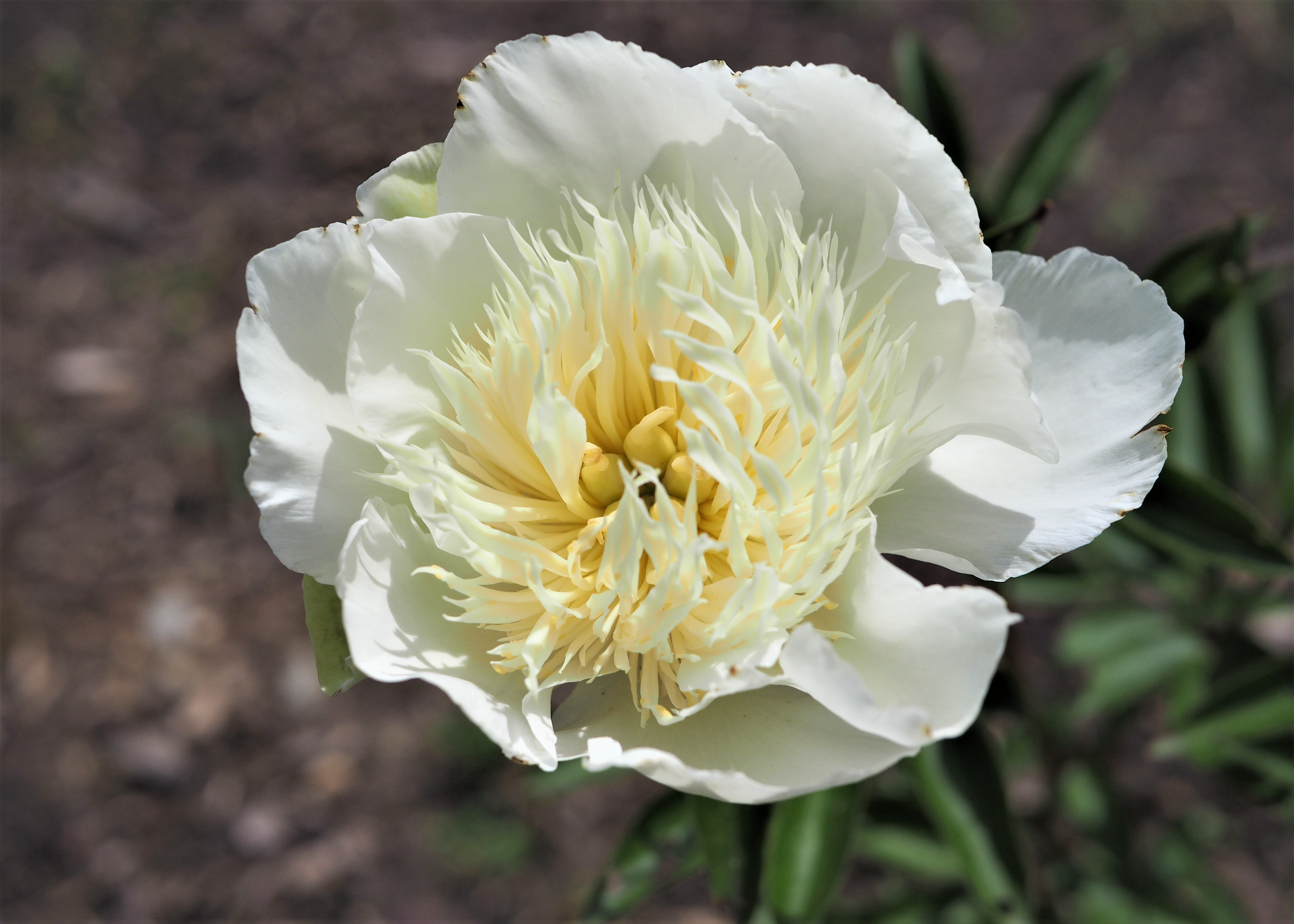 white peony with a spiky white center
