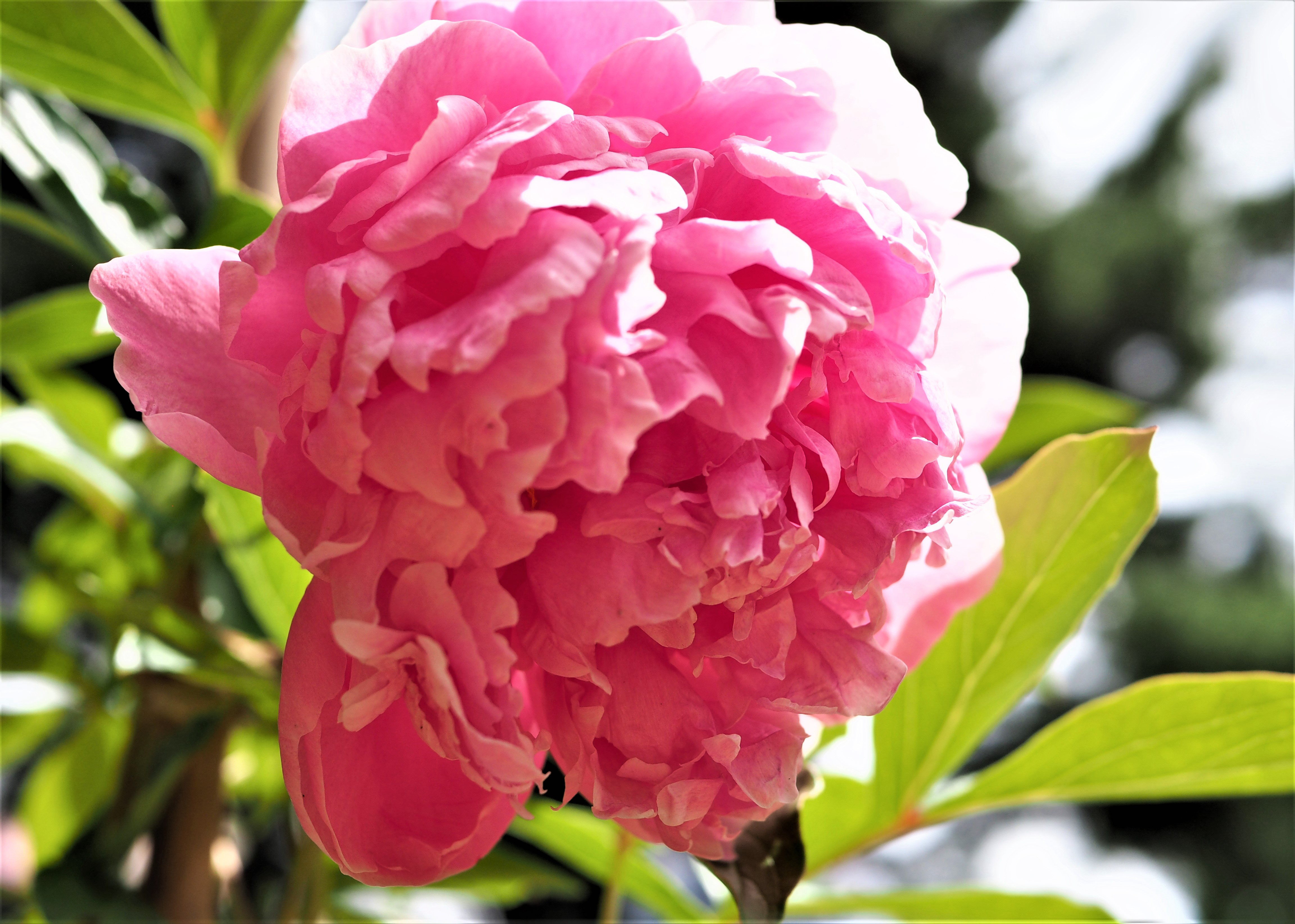 a fluffy pink peony