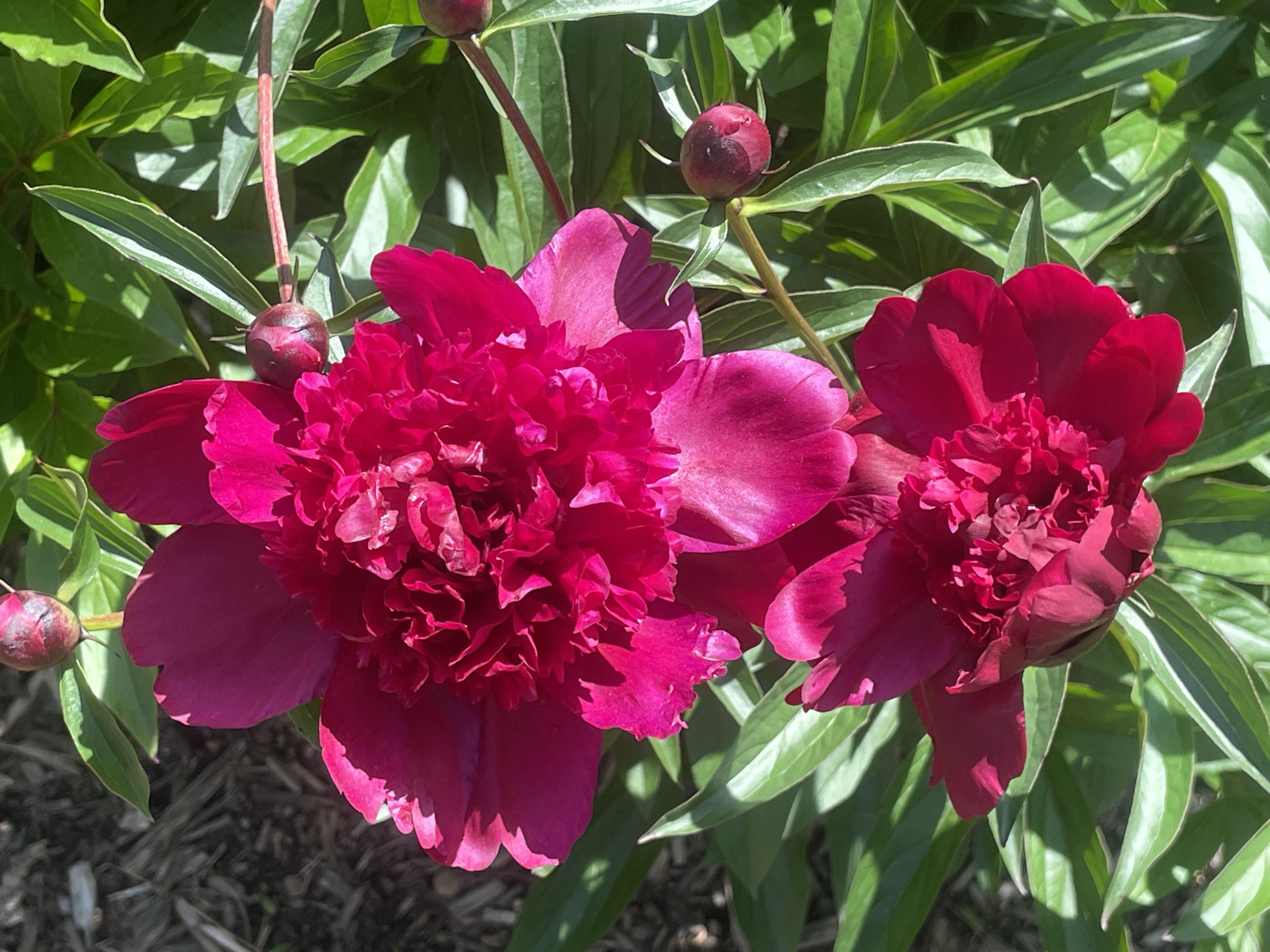 Hot pink peony flower blooming