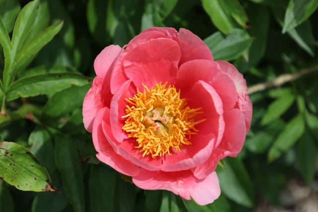 Hot pink peony with a yellow center 