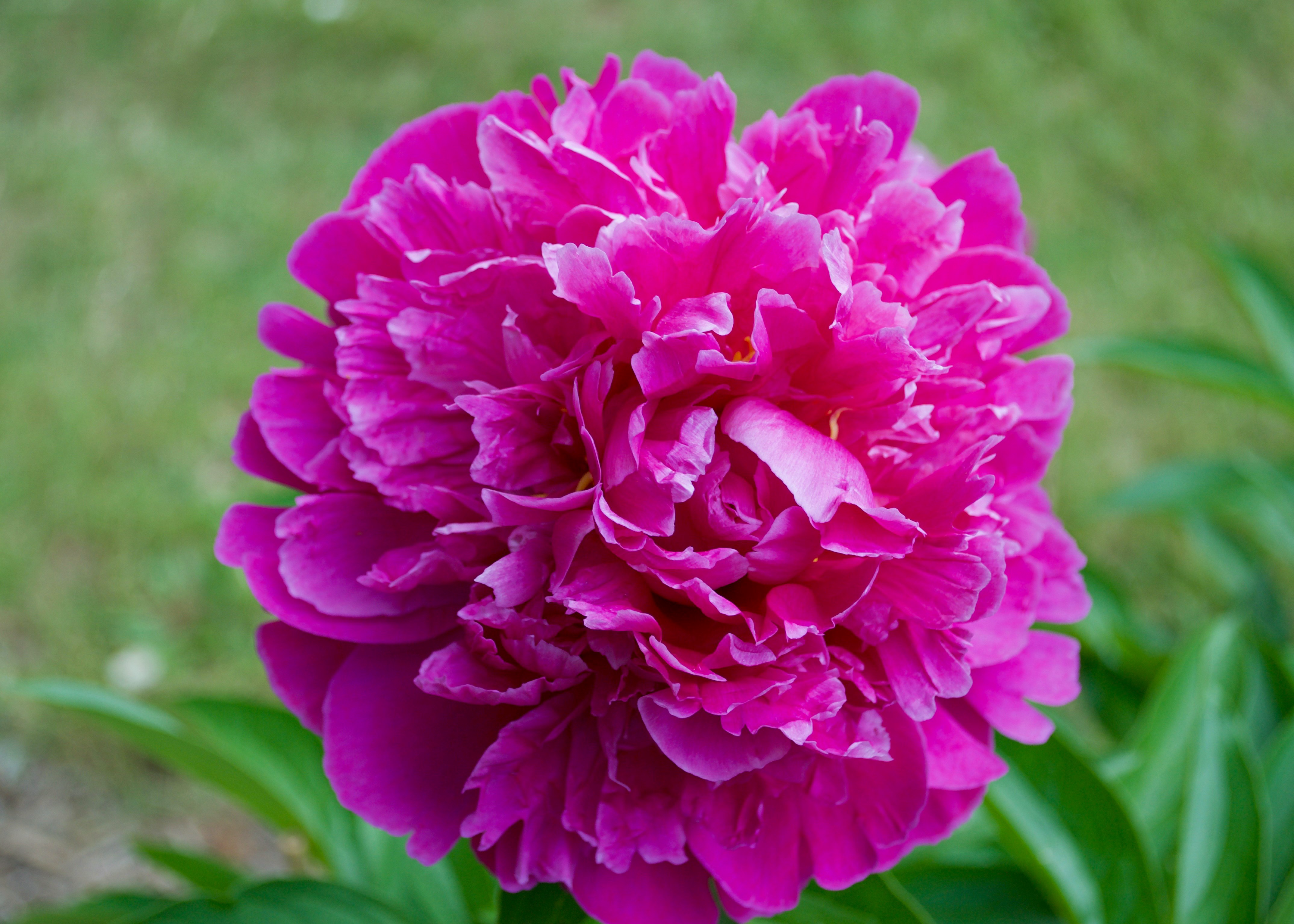 a fluffy dark magenta peony