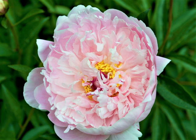 light pink peony with a small yellow center