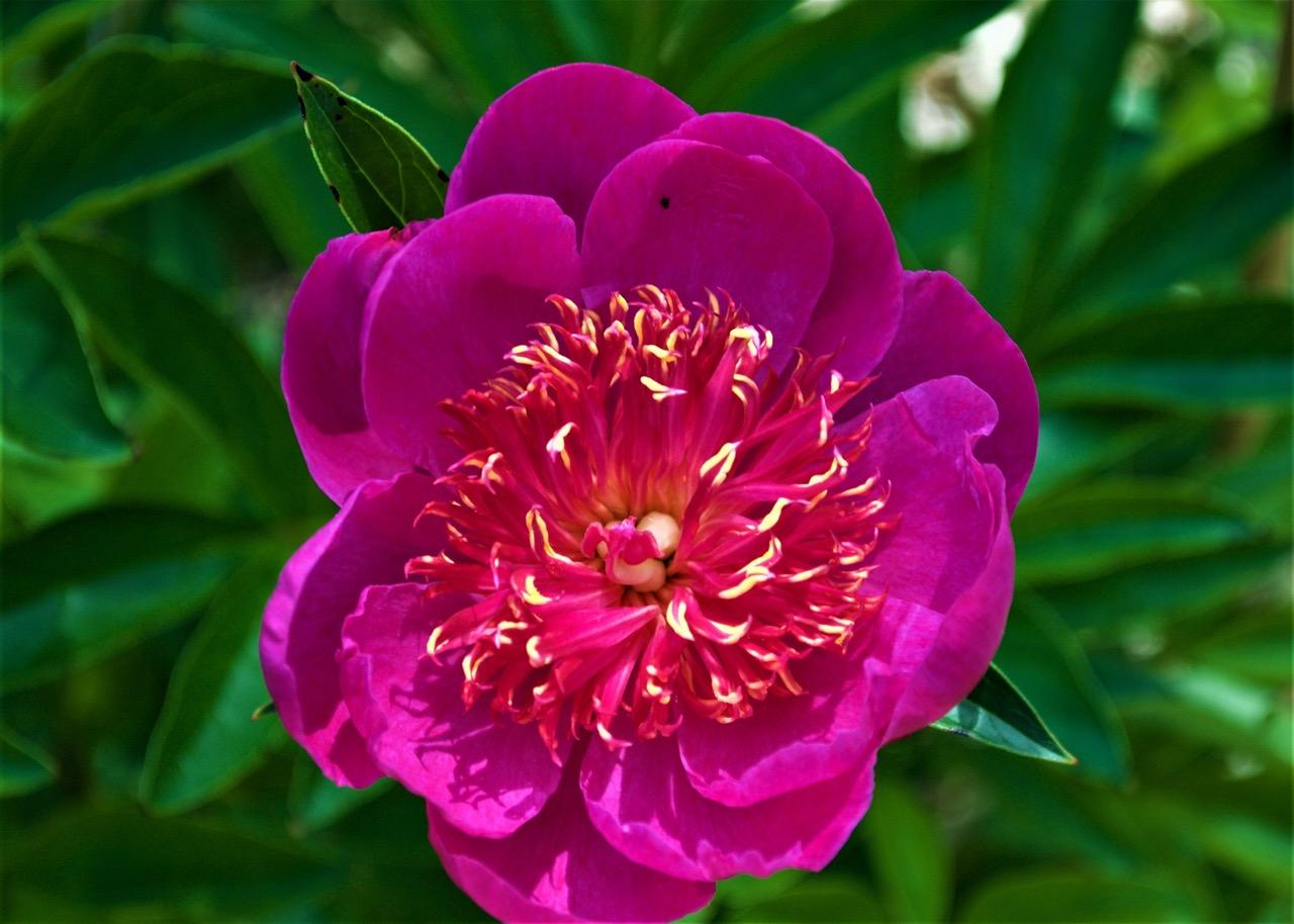 bright pink peony with pink and yellow center