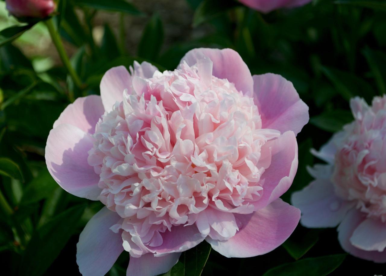 pink peony with raised pink center