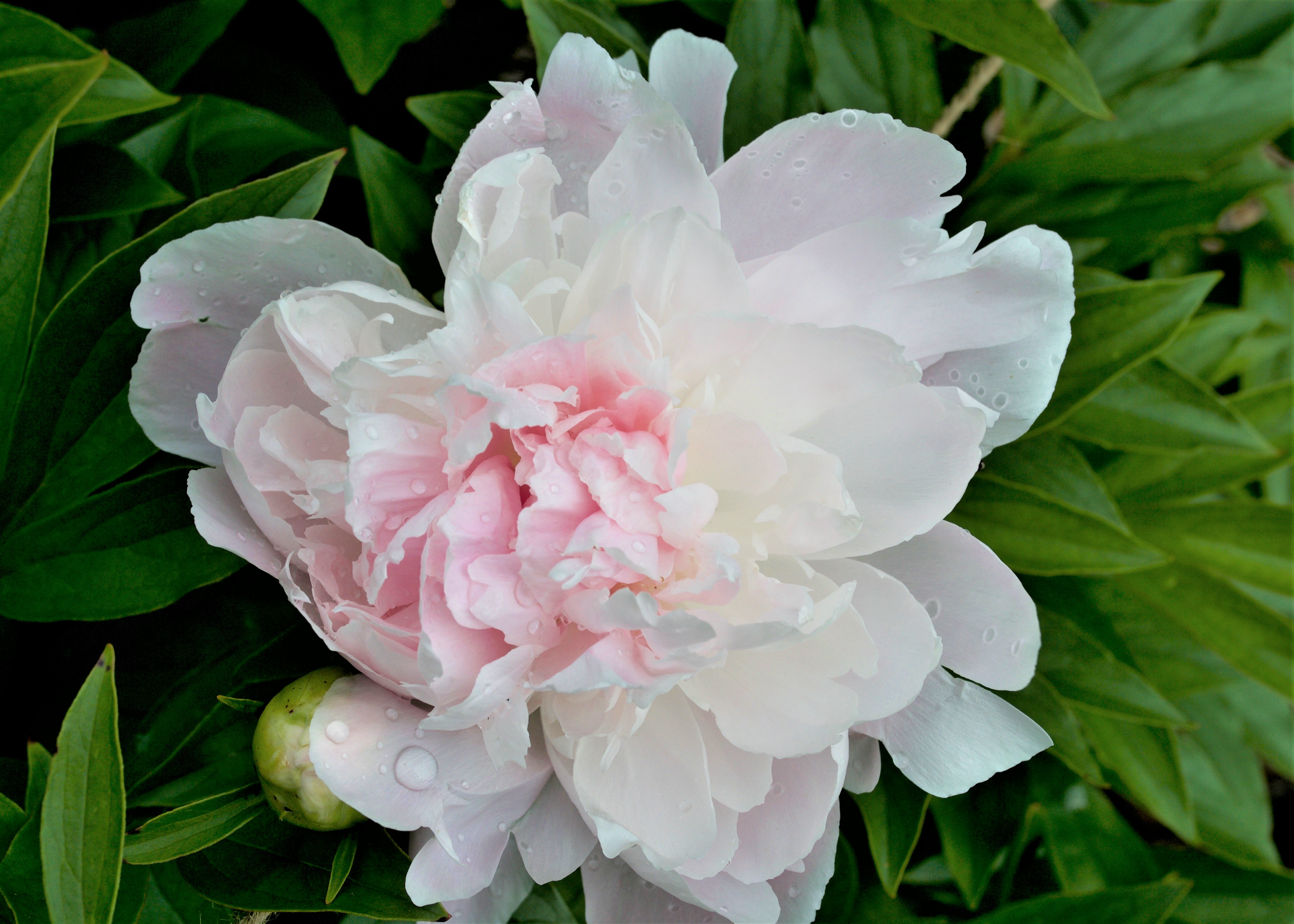 a fluffy white peony with a light pink center gradient
