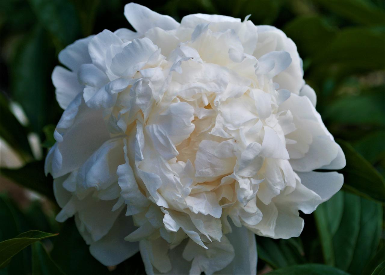 white peony