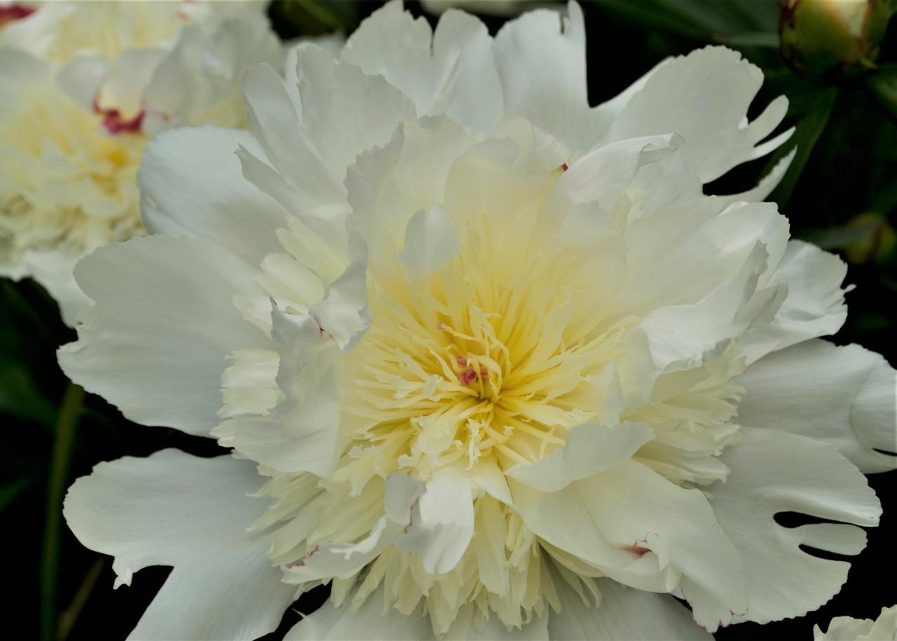 white peony flower