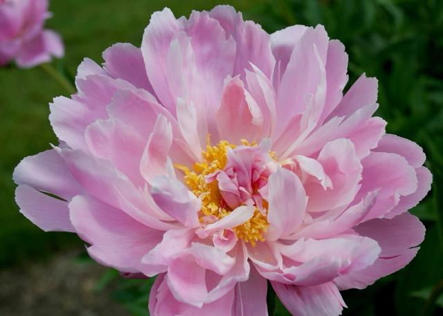 pink peony with yellow center