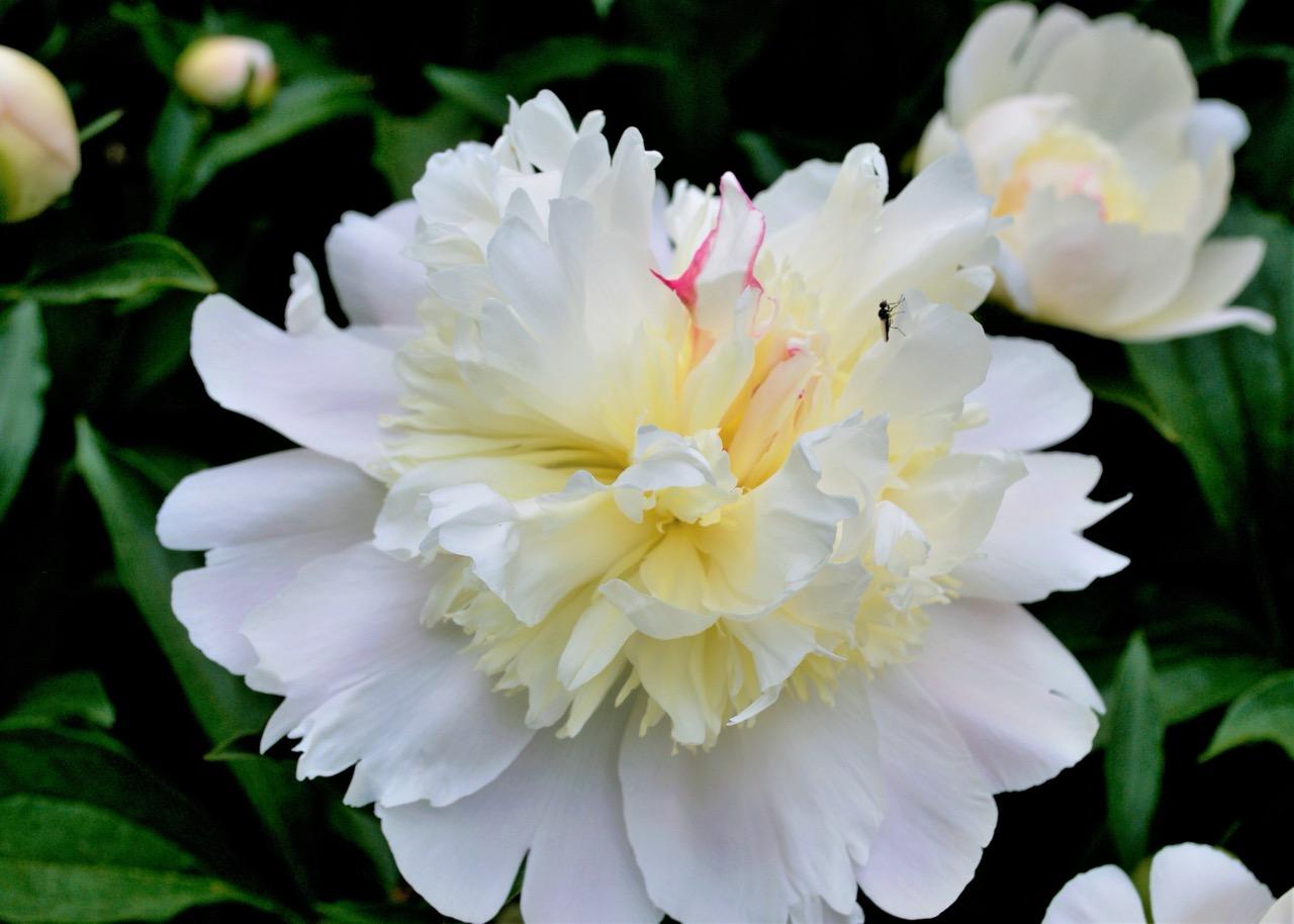 white peony with creamy center