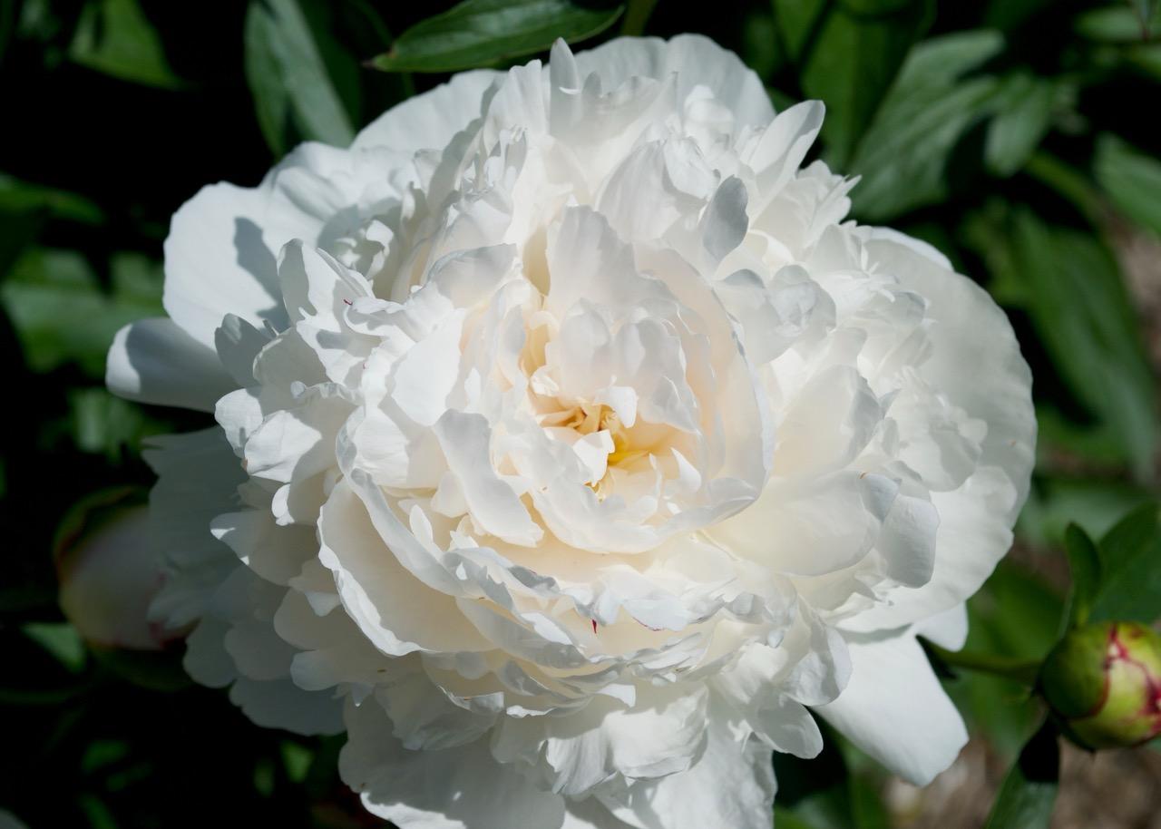 large white peony