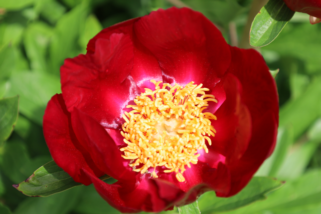 red peony with a yellow center