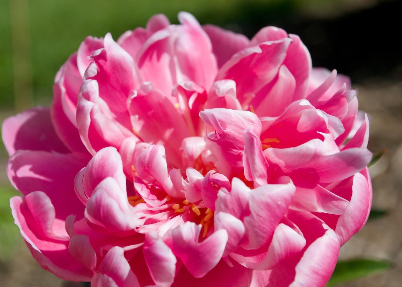 pink peony flower with curling petals