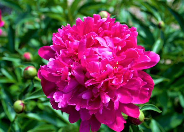 a fluffy magenta peony