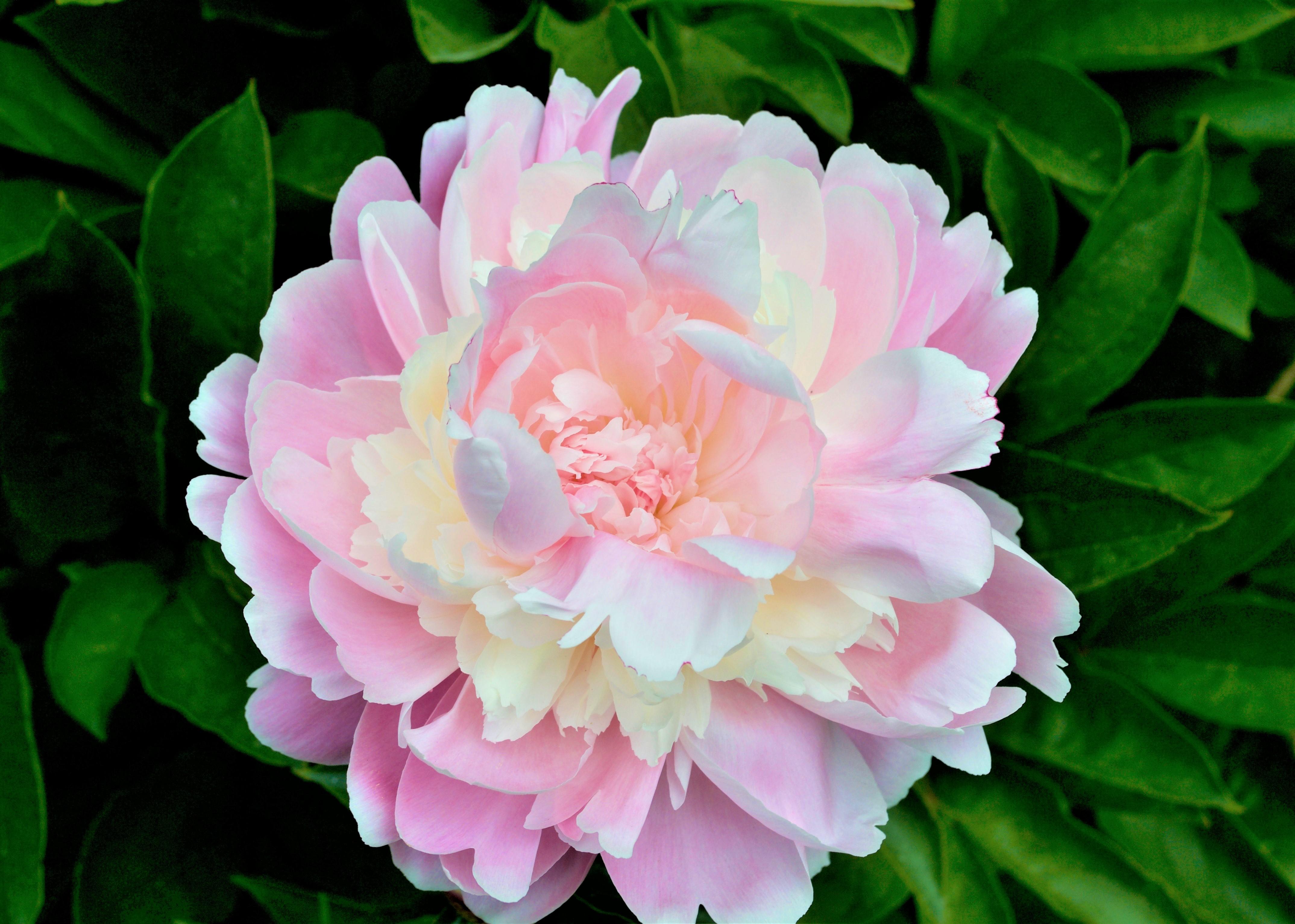 a fluffy light pink and white peony