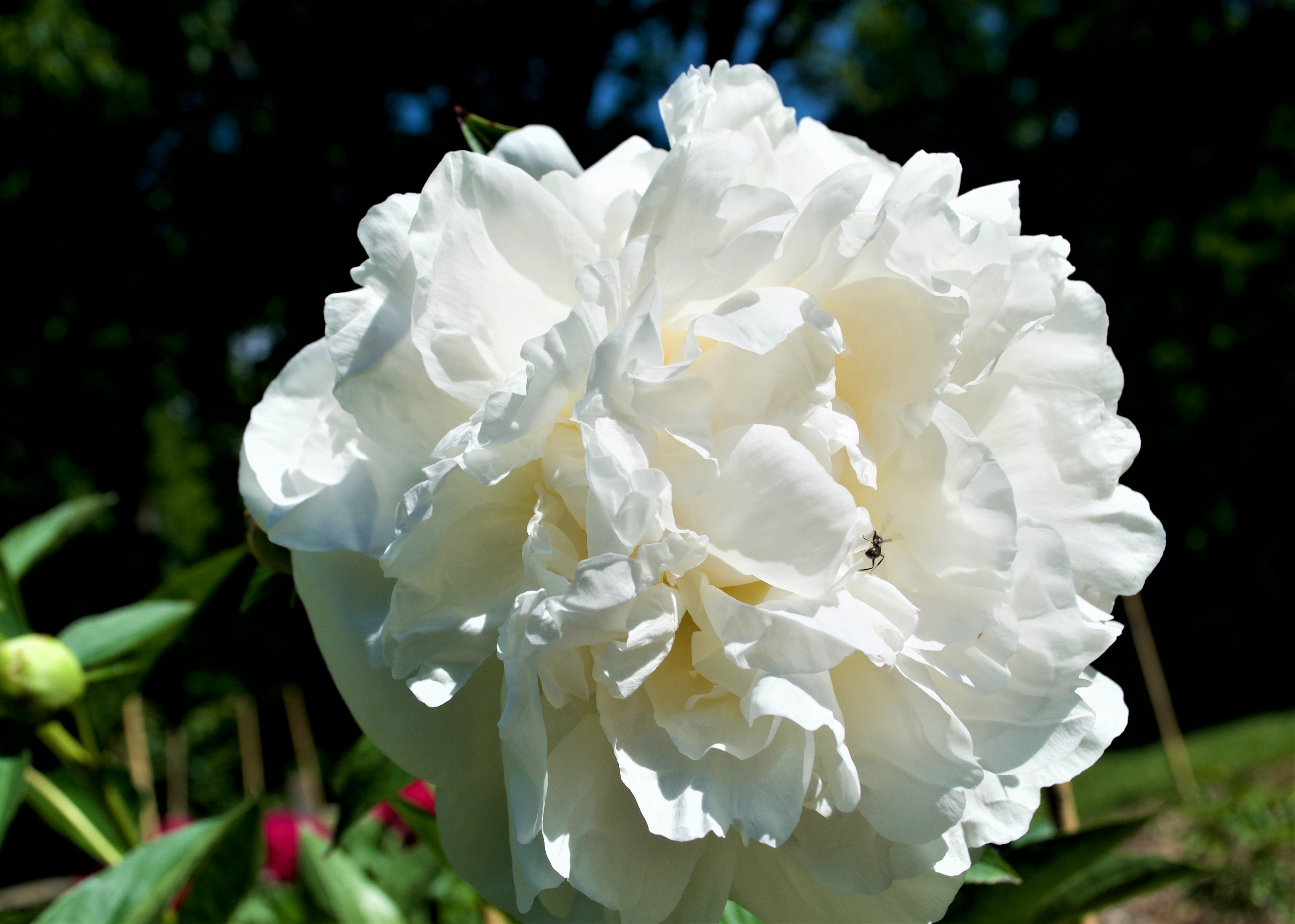 a fluffy white peony