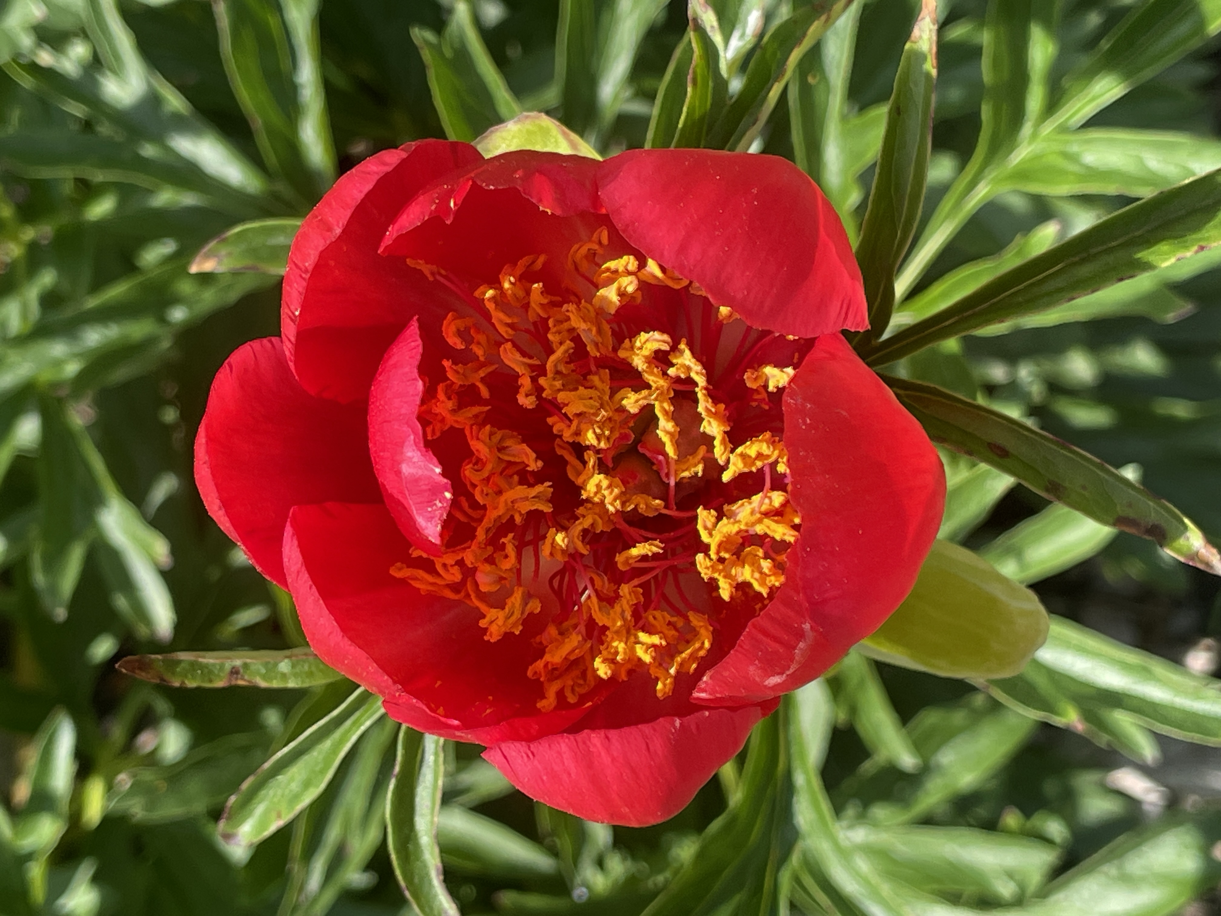bright pinky/orange peony with yellow center