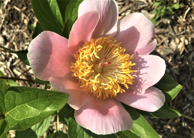 light pink peony with a yellow center